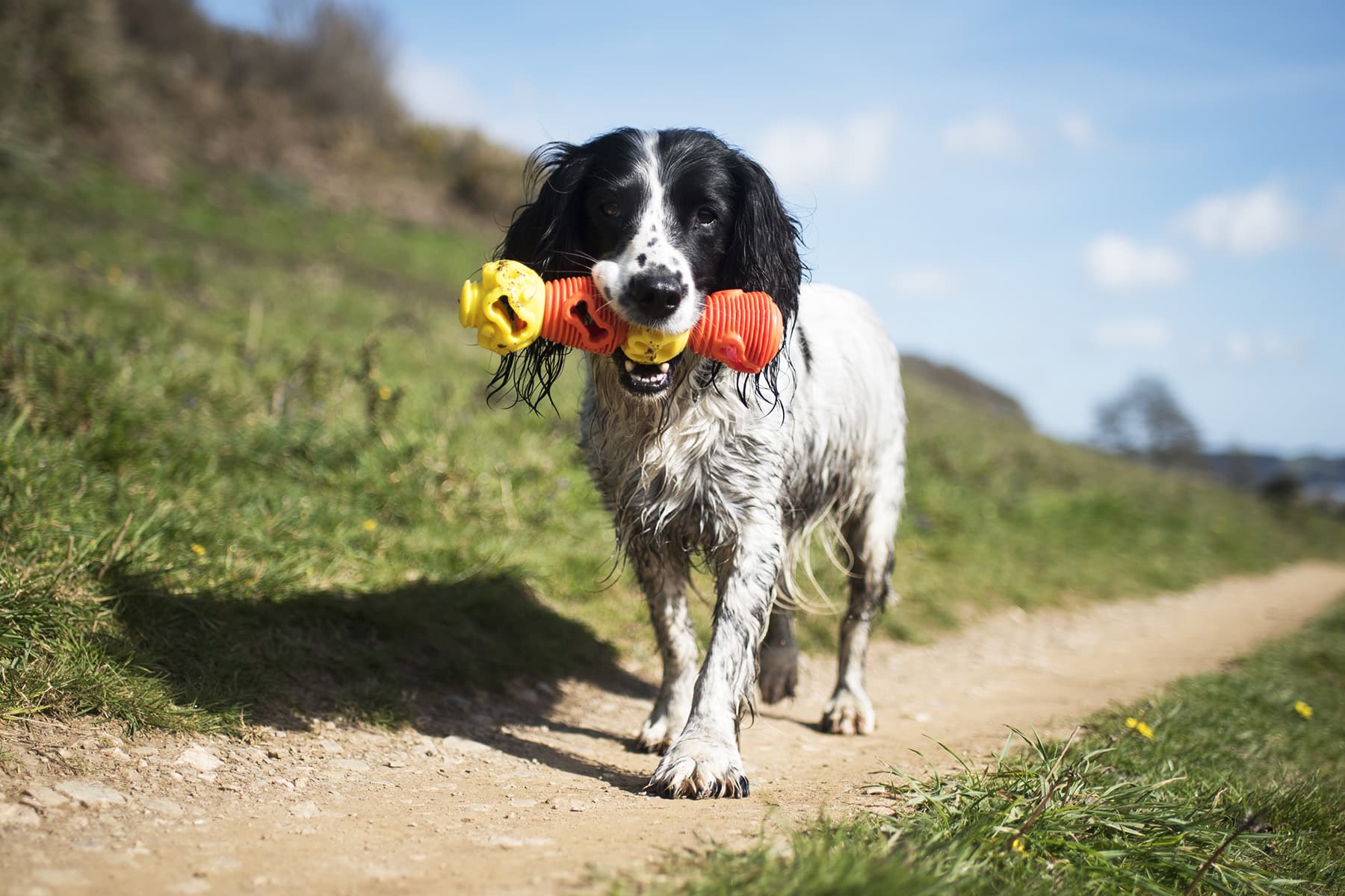 K9 Connectables Enrichment Toys | The Pet Carpenter